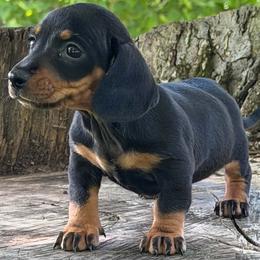 Riot - Black and tan male Dachshund puppy in Industry, Illinois from KDKs Kennels