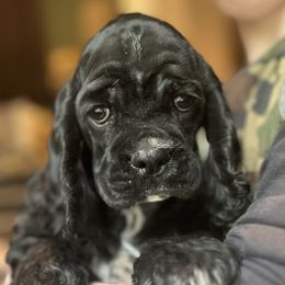 Cocker Spaniel Puppies from Wilkshire Farm