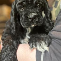 Cocker Spaniel Puppies from Wilkshire Farm