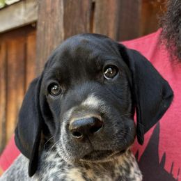 German Shorthaired Pointers from Underhill GSP