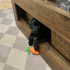 Labrador Retriever Puppies from Tsuki Labradors