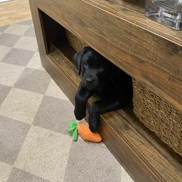 Labrador Retriever Puppies from Tsuki Labradors