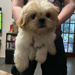 Boy 1 - Gold and white Shih Tzu puppy in Desoto, Texas from Willow’s Wonderful Shih Tzu