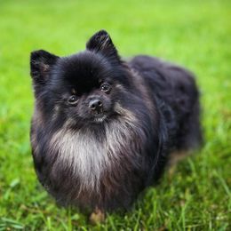 Pomeranians from J&A Poms
