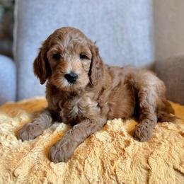 Pigpen (Teal Collar) - Red  male Goldendoodle puppy in Bay City, Texas from Charming Doods