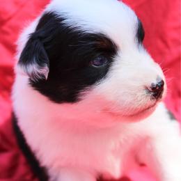 Taki - Black tri-color female Australian Shepherd puppy in Laurel, Mississippi from Reeves Australian Shepherds