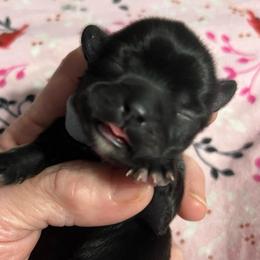 Lt. blue - Carrie Underwood - Black and white female Shorkie puppy in Mays Landing, New Jersey from Fancy Paws Shorkies & Shih Tzus