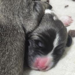 Anatolian Shepherd Dog Puppies from Florida Anatolian Shepherds