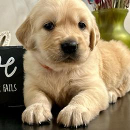 Buttons - Light golden female Golden Retriever puppy in Doniphan, Missouri from Stockford’s Golden Retrievers
