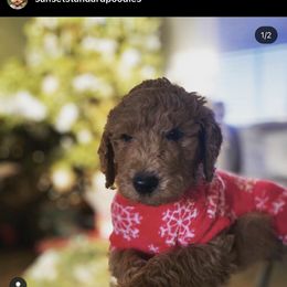 Poodle Puppies from Sunset Standard Poodles