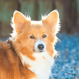 Style - Pembroke Welsh Corgi