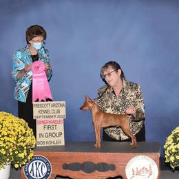 Bentley - Miniature Pinscher