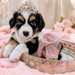 A - Black tri female Miniature Australian Shepherd puppy in Florida from All Champions Mini Aussies & ABW Great Danes