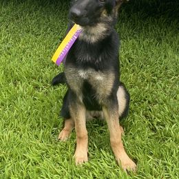 German Shepherd Puppies from Breton gsd