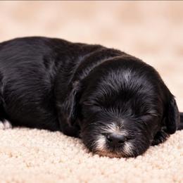 Robin - Black male Australian Labradoodle puppy in Connersville, Indiana from Dessie's Doodles