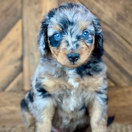 BMM1 - Blue merle male Aussiedoodle puppy in Prague, Oklahoma from Classic K9’s  Aussies & Doodles