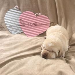 Frank - Yellow male Labrador Retriever puppy in Tekonsha, Michigan from Asher Acres Labs