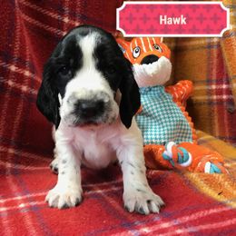 Hawk - Blue roan Field Spaniel puppy in California from Pridemark