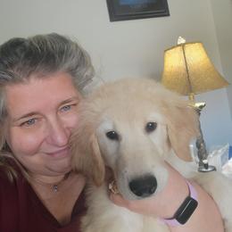 Ellie - Golden Retriever
