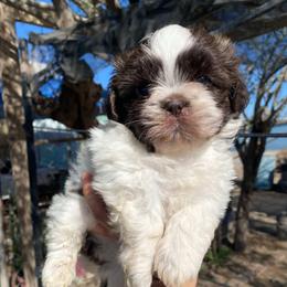 Luke - Liver and white male Shih Tzu puppy in Azusa, California from RJ Shih Tzu lover