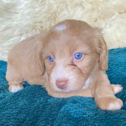 Alabaster - female Australian Mountain Doodle puppy in Port Orchard, Washington from Yukon Harbor Doodles