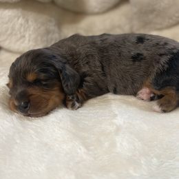 Bo - Dapple Dachshund puppy in Glen Saint Mary, Florida from 🍯 Honey Pot Dachshunds 🐾
