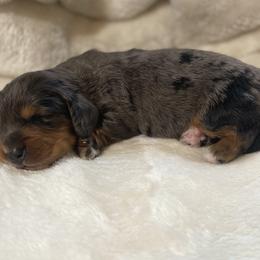 Bo - Dapple Dachshund puppy in Glen Saint Mary, Florida from 🍯 Honey Pot Dachshunds 🐾