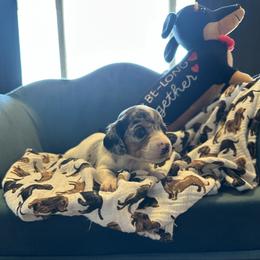 Jupiter - Black and tan male Dachshund puppy in Hudson, Michigan from Mittentail Kennel Miniature Dachshunds & Australian Shepherds