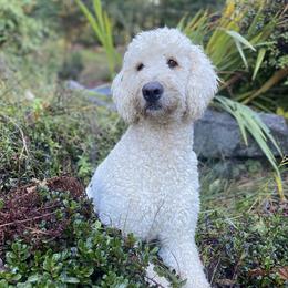 Sooki - Goldendoodle