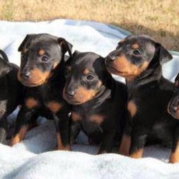 Chinese Crested and Manchester Terrier Puppies from Fantasy Kennels