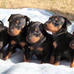 Chinese Crested and Manchester Terrier Puppies from Fantasy Kennels