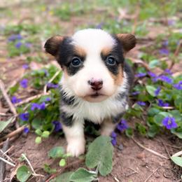 Loretta - Black and white female American Corgi puppy in Solon Springs, Wisconsin from Werpstead Shorties