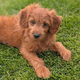 Pudding Pop - Red  male Goldendoodle puppy in Blackfoot, Idaho from Riverside Poodles