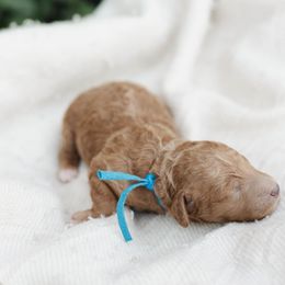 Cavapoo and Poodle Puppies from Puppy Buddy USA