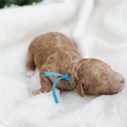 Cavapoo and Poodle Puppies from Puppy Buddy USA