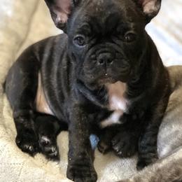 French Bulldog Puppies from Ponderosa Frenchies