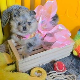 Madonna - Blue merle female Pomeranian puppy in Smithville, Texas from Lafary Poms