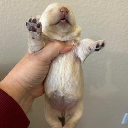 Regan - Wheaten female Scottish Terrier puppy in Crossville, Tennessee from Cavern Kennels