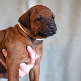 Miss White - Rhodesian Ridgeback puppy from Rhoxwood Kennel