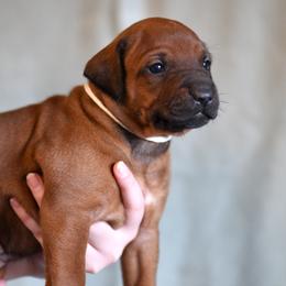Miss White - Rhodesian Ridgeback puppy from Rhoxwood Kennel