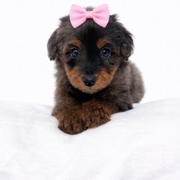 Pink collar girl - Blue merle female Aussiedoodle puppy in Fairmount, Georgia from Muscadine Meadows Farm
