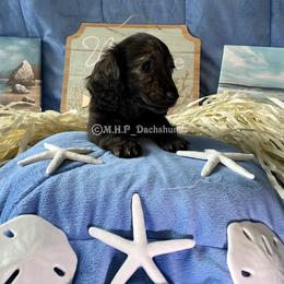 Dachshund Puppies from M.H.P Dachshunds