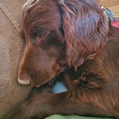 Boykin Spaniel and Cockapoo All Grown Up from Waddell-Kennels