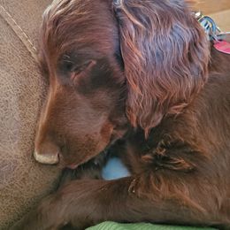 Boykin Spaniel and Cockapoo All Grown Up from Waddell-Kennels