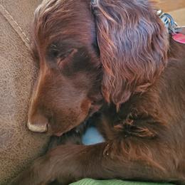 Boykin Spaniel and Cockapoo All Grown Up from Waddell-Kennels