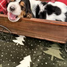 Mr. Blue - Black brown and white male Basset Hound puppy in Lagrange, Georgia from Tall Oak Bassets