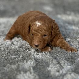 Boy 3 - Red  male Goldendoodle puppy in Cuero, Texas from Firestorm Kennel