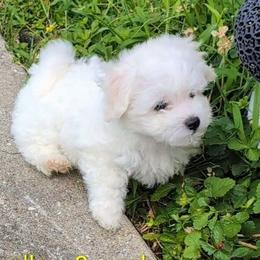 Boy 4 - White male Bichon Frise puppy in Towson, Maryland from Baltimore Bichons, Inc.