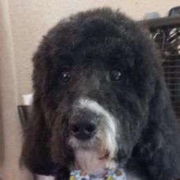 Bernedoodles, Goldendoodles, and Shih Tzus from TrueLine kennels