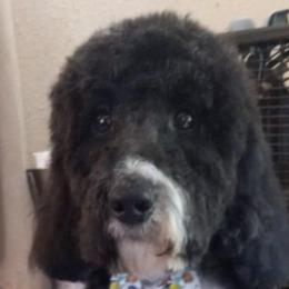Bernedoodles, Goldendoodles, and Shih Tzus from TrueLine kennels